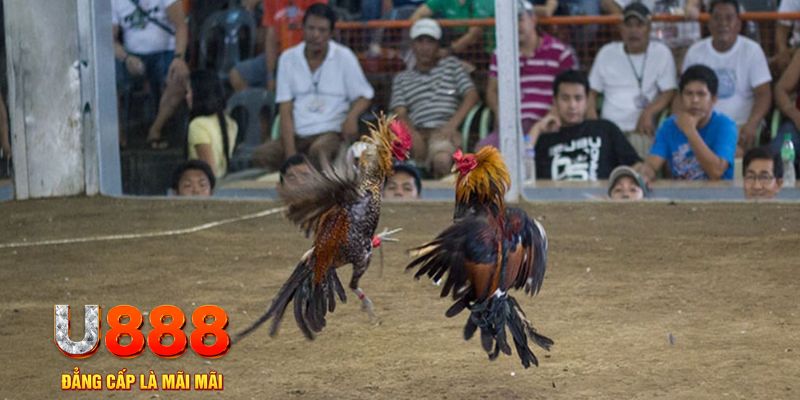 kimsa đăng nhập mậu binh khuyến mãi