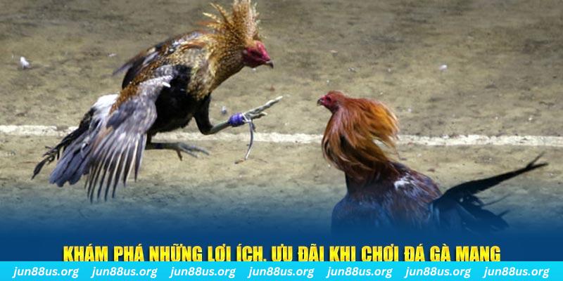 kimsa đăng nhập liêng live